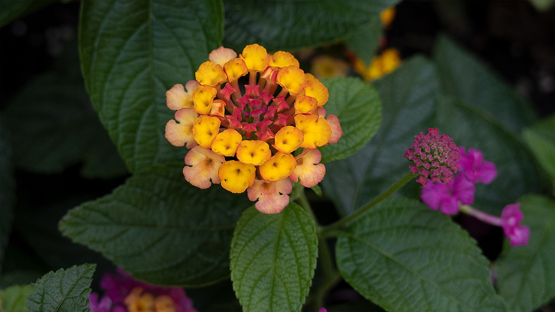 Lantanas