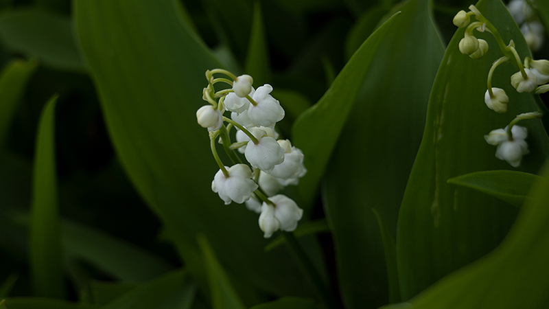 Lily of the Valley