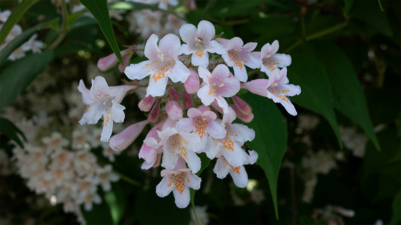 Linnaea amabilis-Kolkwitzia amabilis-Beauty Bush