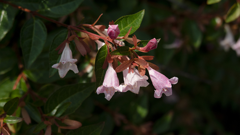 Linnaea × grandiflora-Abelia