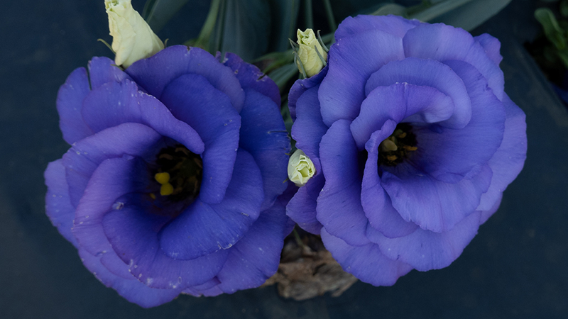 Lisianthus-Prairie Gentian