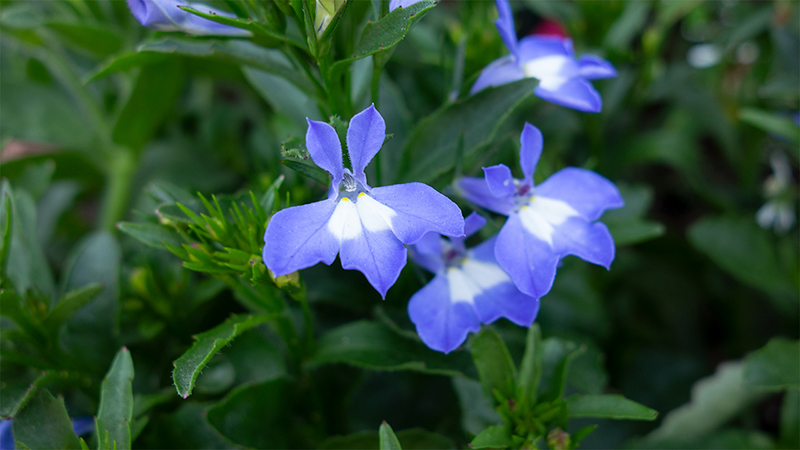 Lobelia