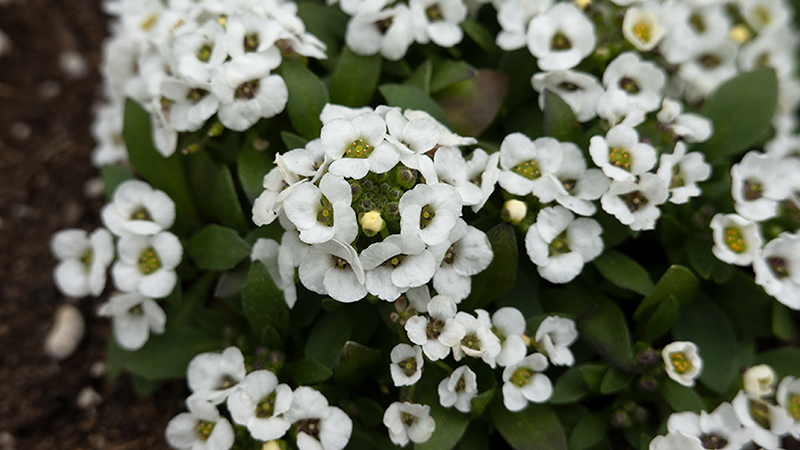 Lobularia