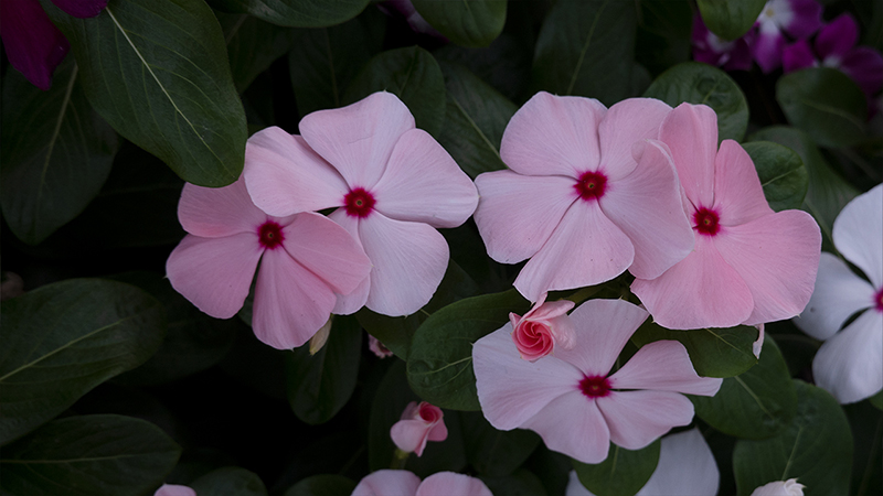 Madagascar Periwinkle-Catharanthus Roseus