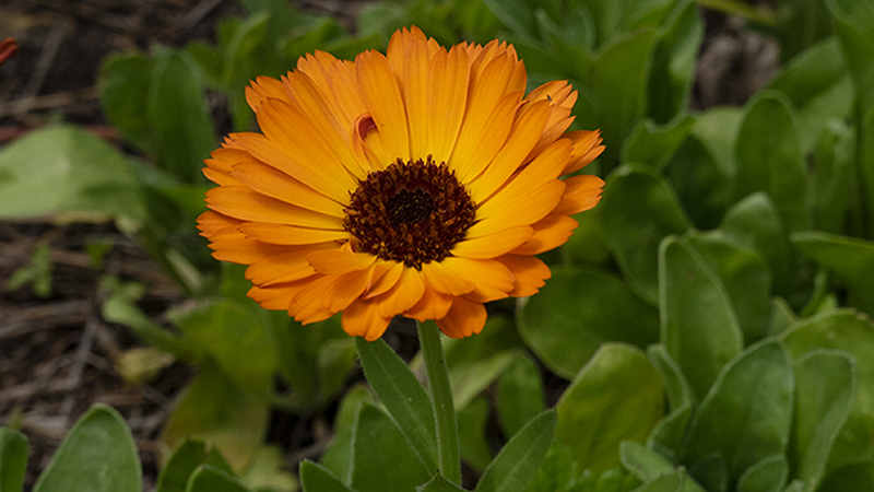 Marigold-Pot Marigold-Calendula