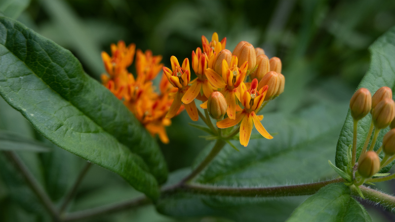 Milkweed-Asclepias-Butterfly weed