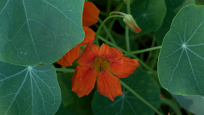 Garden Nasturtium-Tropaeolum majus