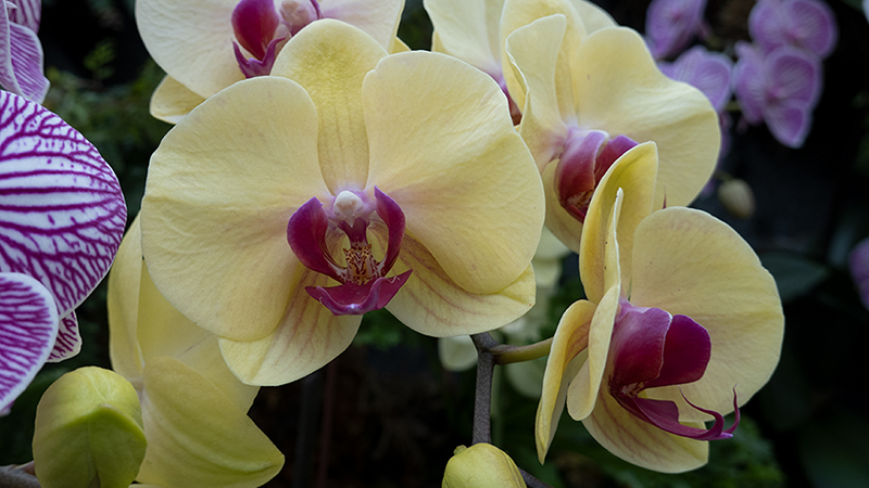 Orchids