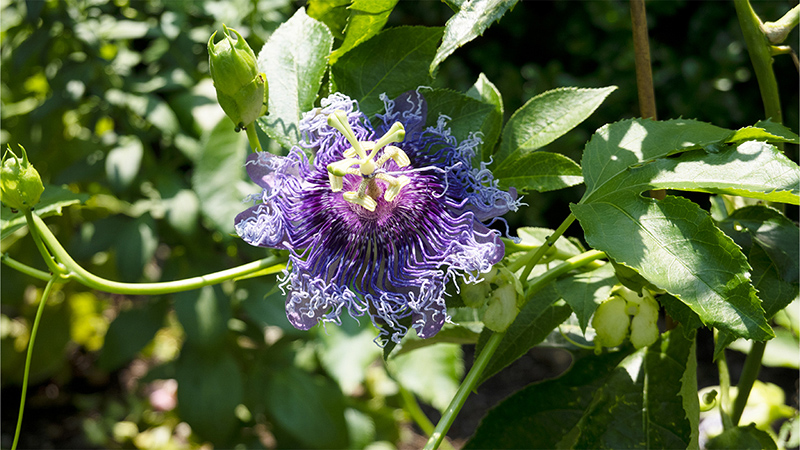 Passion Flowers-Passiflora