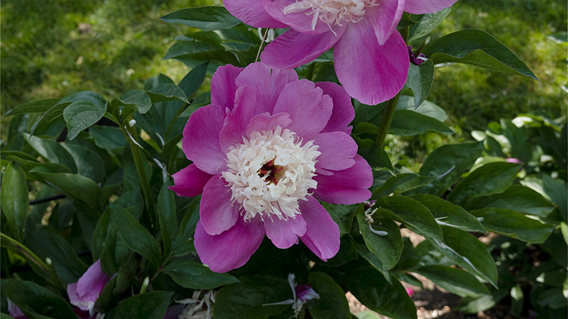 Peony-Paeonia