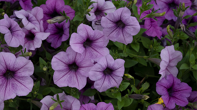 Petunias