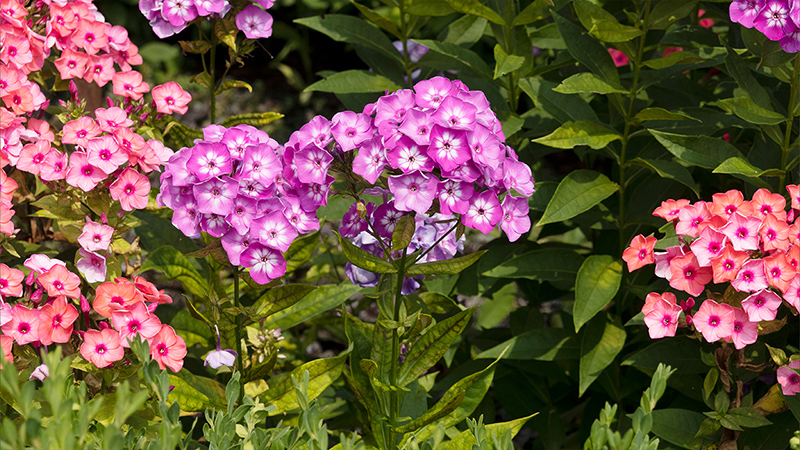 Phlox