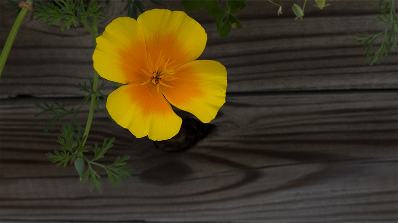 Poppy-Eschscholzia Californica