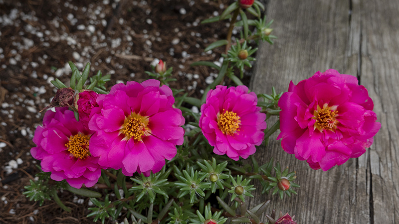 Portulaca-Purslanes