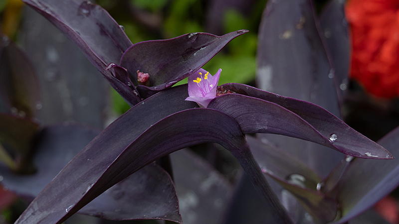 Purple Heart-Tradescantia Pallida