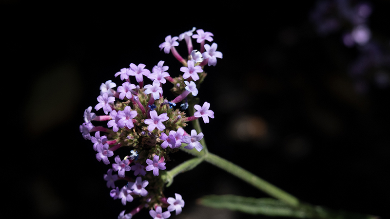 Purpletop Vervain-Verbena Bonariensis