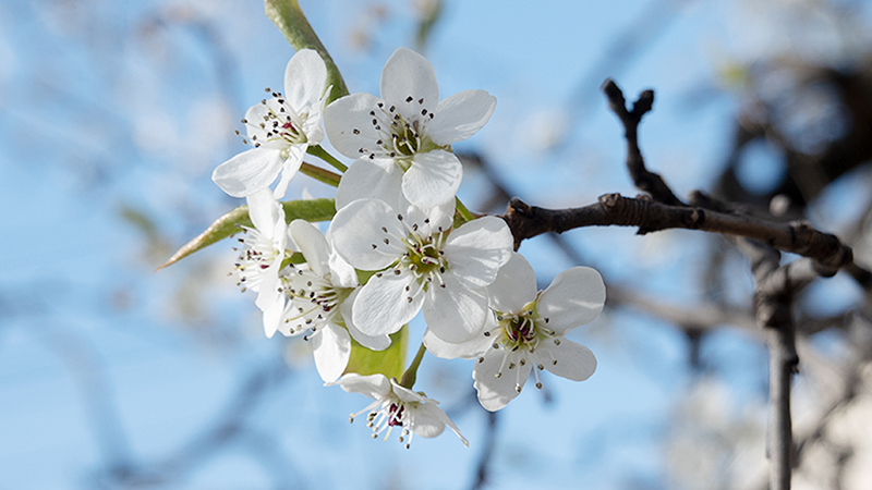 Pyrus-Pear Blossom