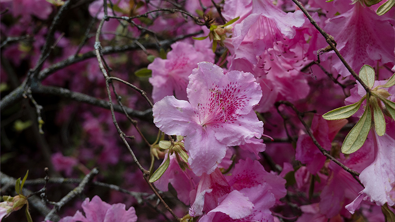 Rhododendron-Azaleas