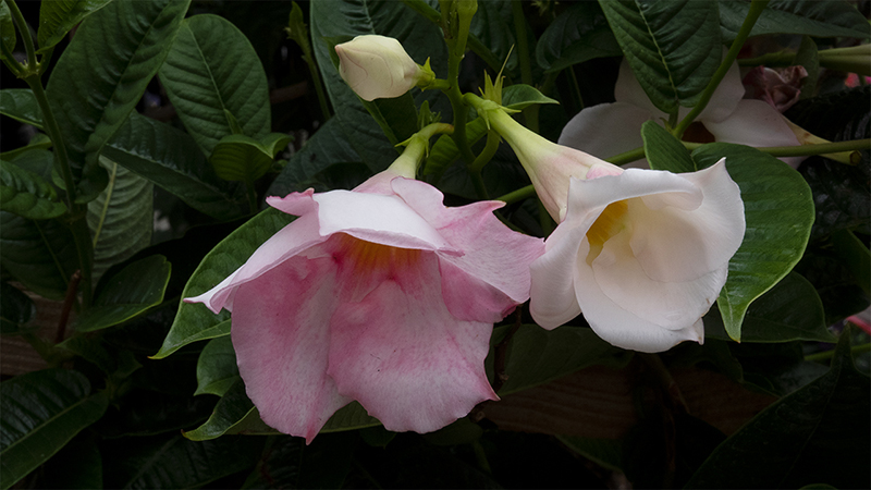 Rocktrumpet-Mandevilla