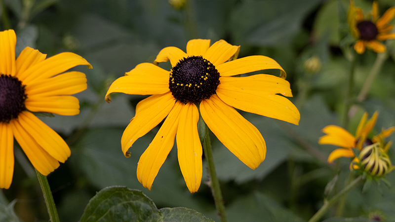 Rudbeckia-Black Eyed Susan