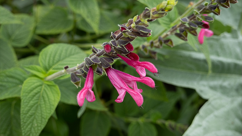 Salvia-Sage