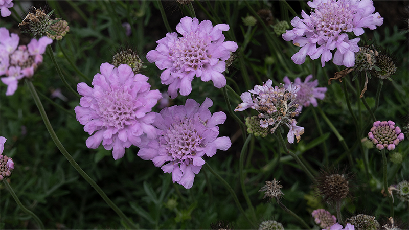 Scabiosa-Pincushion Flower