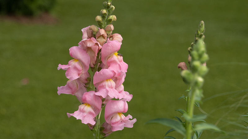 Snapdragon-Antirrhinum Majus