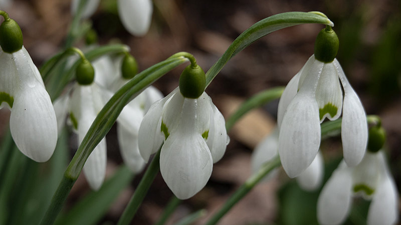 Snowdrop-Galanthus