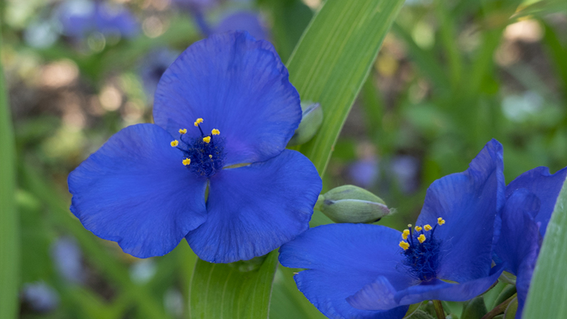 Spiderwort-Tradescantia