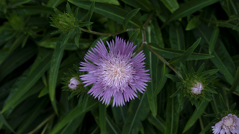 Stokesia-Stokes Aster