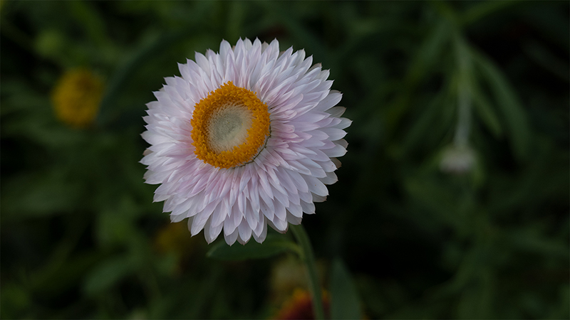 Strawflower-Xerochrysum Bracteatum