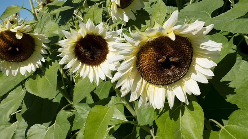 Sunflowers-Helianthus