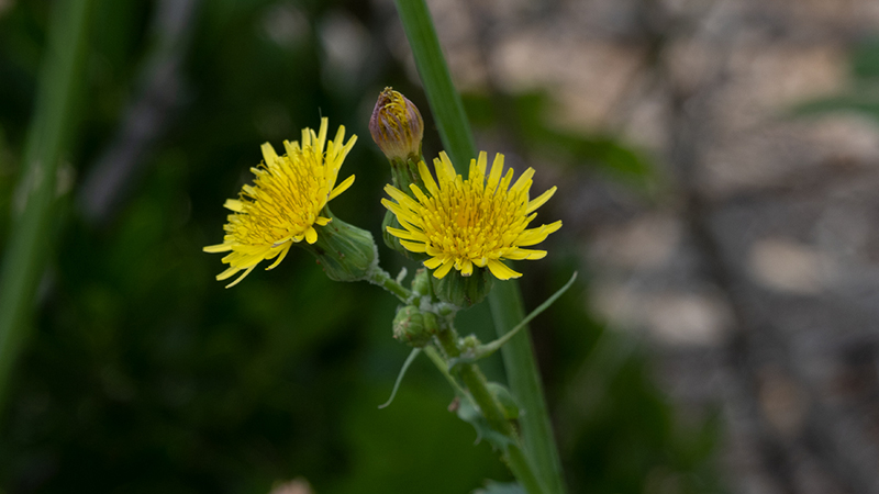 Sow Thistles-Sonchus