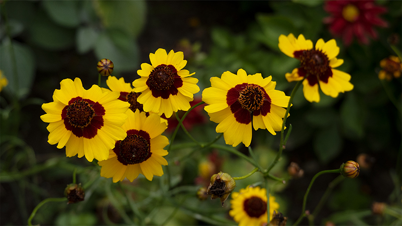 Tickseed-Coreopsis