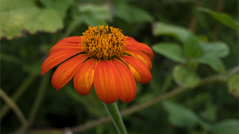 Tithonia