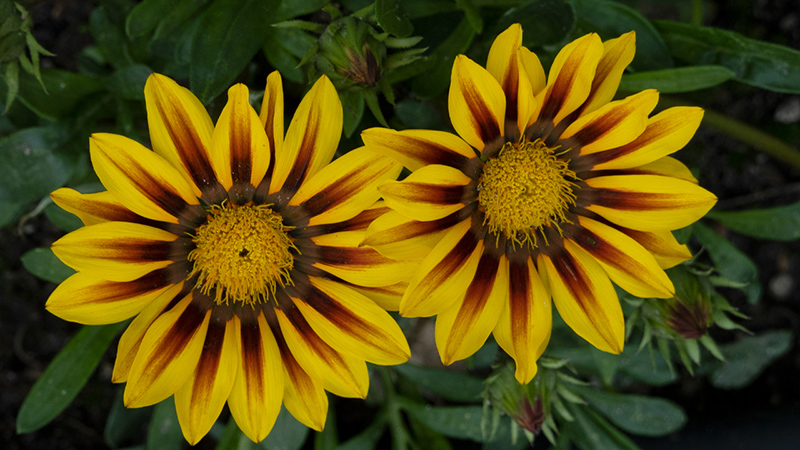 Treasure Flower-Gazania