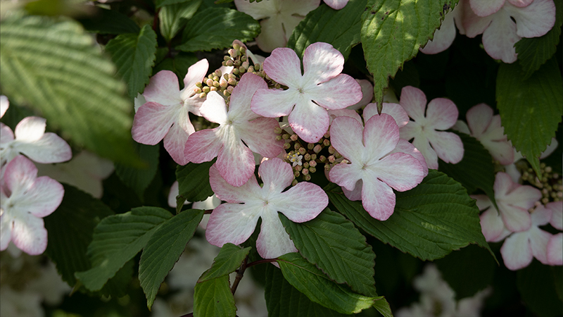 Viburnum