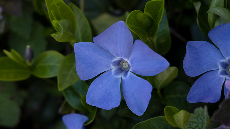 Vinca Minor-Periwinkle