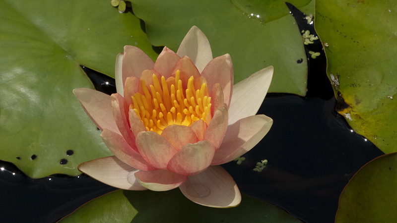 Water Lilies-Nymphaea