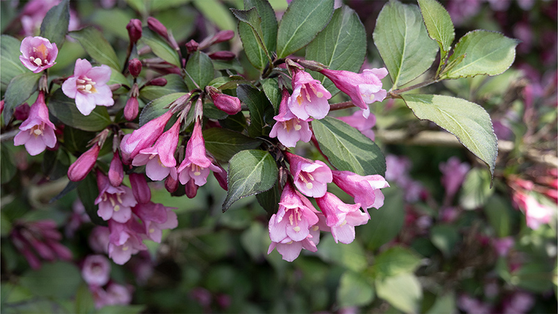 Weigela