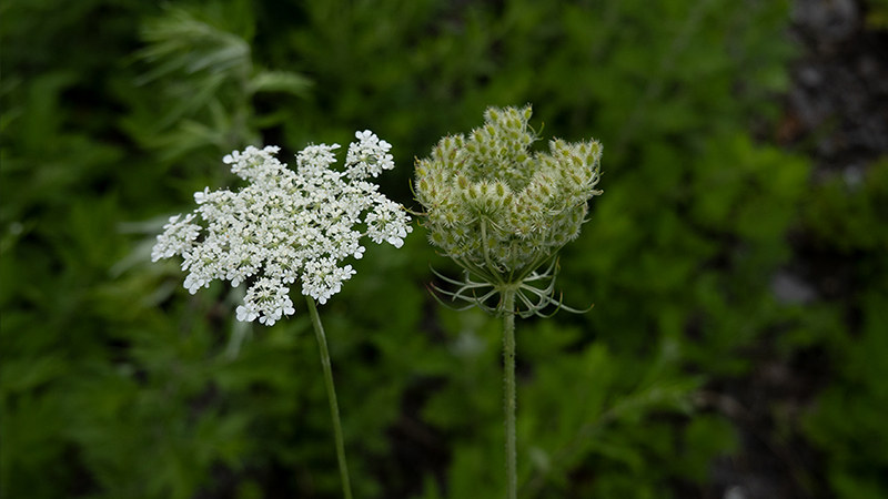 Wild Carrot-Daucus Carota