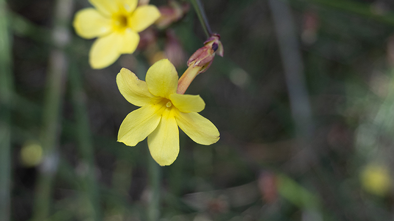 Winter Jasmine-Jasminum Nudiflorum