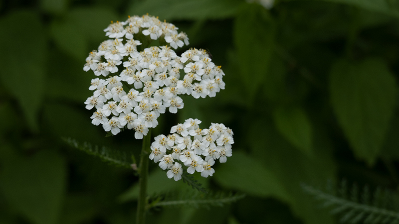 Yarrows-Achillea