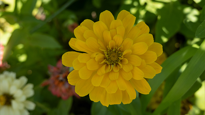 Zinnias