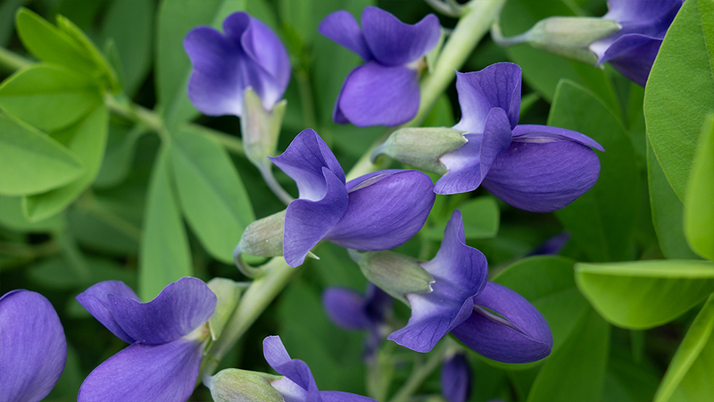 Baptisia- False Indigo