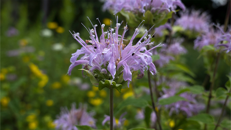 Beebalms-Monarda- Wild Bergamot