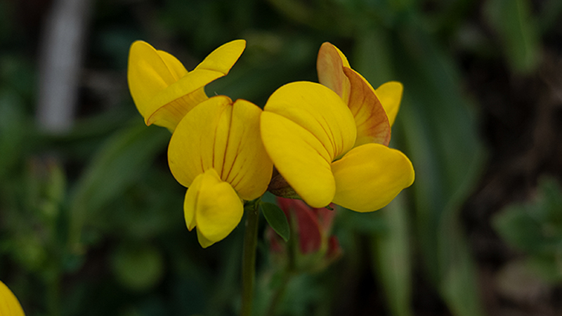 Bird’s Foot Trefoil- Lotus Corniculatus