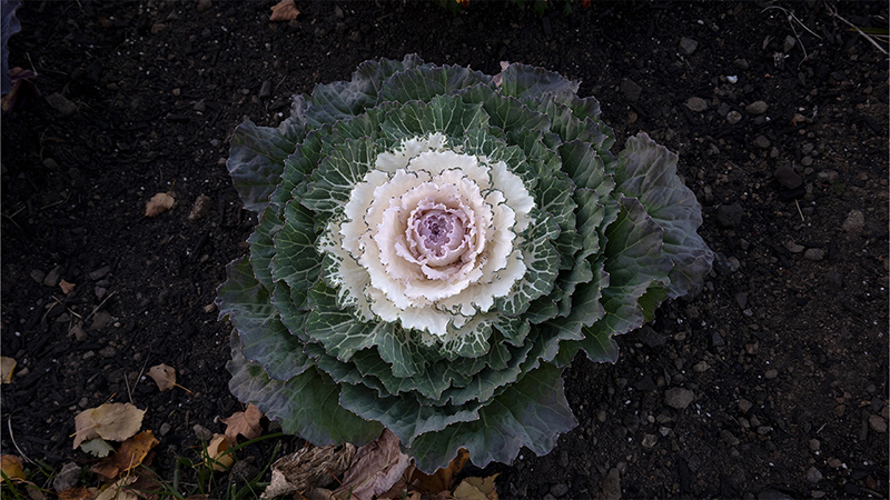 Brassica- Ornamental Cabbage