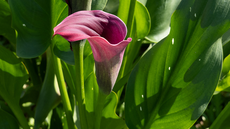 Calla Lily- Zantedeschia