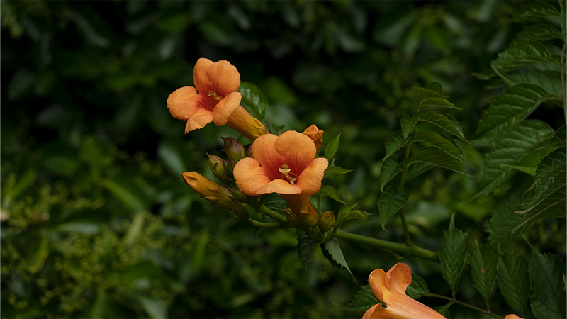 Campsis radicans- Trumpet vine